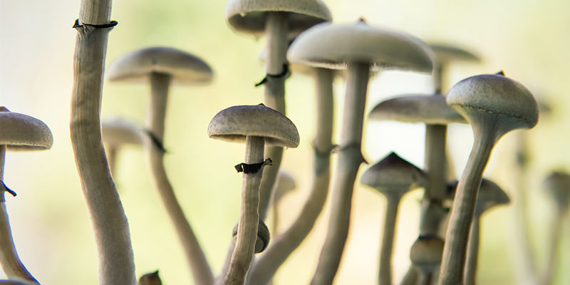 Psilocybe cubensis: Steel