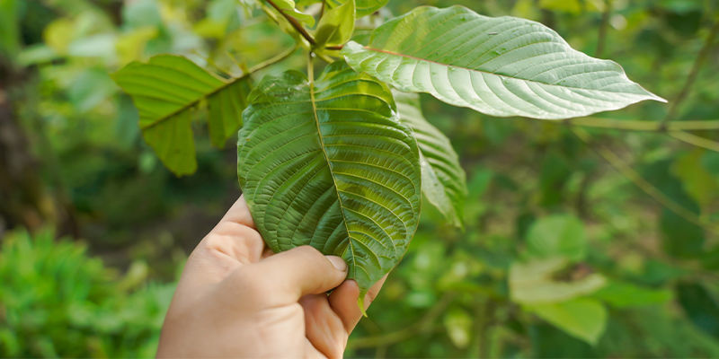 Wat is kratom?