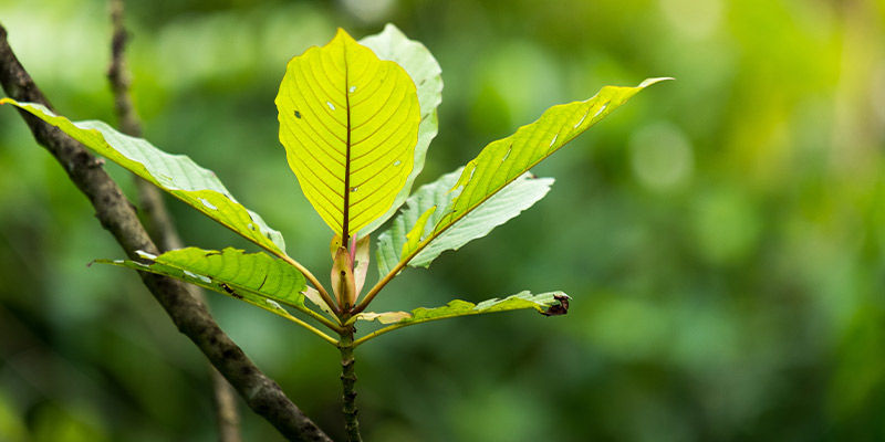 Wat is kratom?