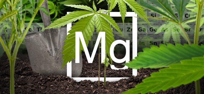Magnesium En Cannabis Planten Magnesium En Cannabis Planten