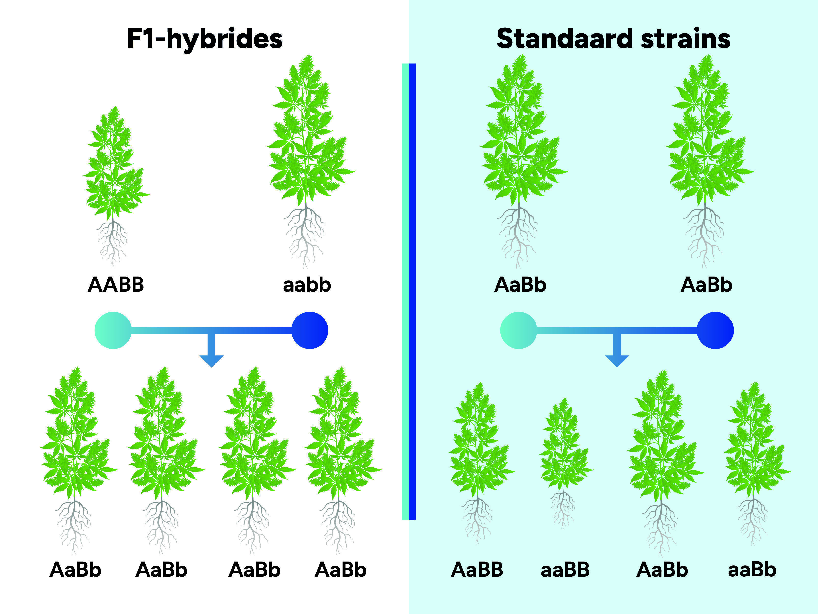 Wat Zijn F1-Hybrides?