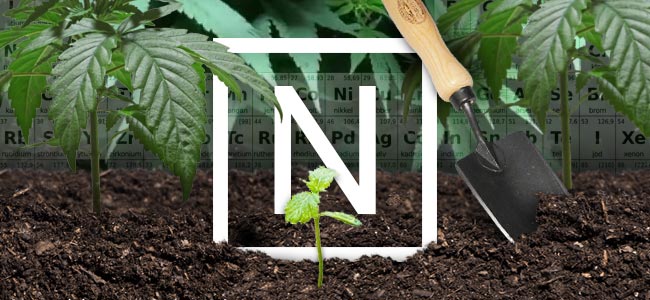 Stikstof En Cannabisplanten Stikstof En Cannabisplanten