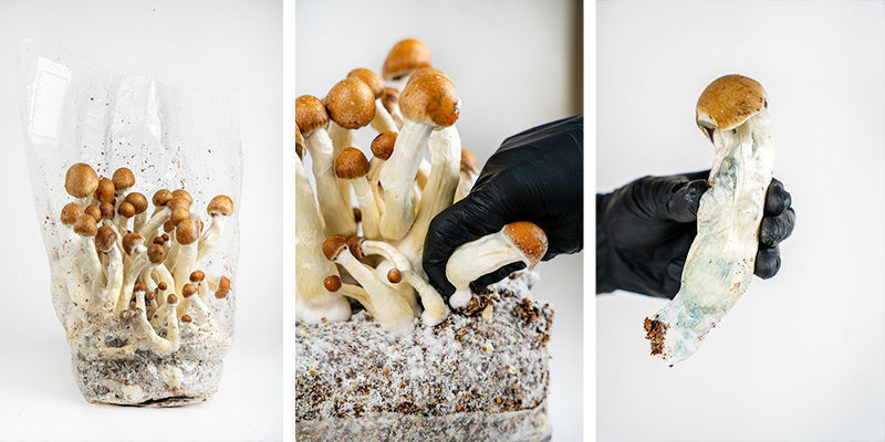 Hoe maak je de Zamnesia Ready-2-Grow Bag klaar voor gebruik? Hoe maak je de Zamnesia Ready-2-Grow Bag klaar voor gebruik?