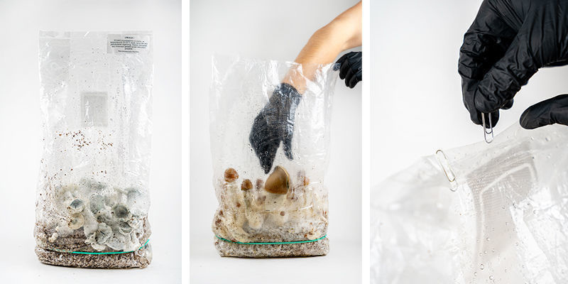 Paddo's uit de Zamnesia Ready-2-Grow Bag oogsten Paddo's uit de Zamnesia Ready-2-Grow Bag oogsten