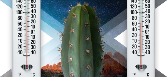 Beste Temperaturen Voor Cactussen Beste Temperaturen Voor Cactussen
