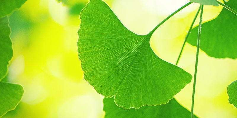 Hoe Haal Je Alles Uit Ginkgo Biloba?