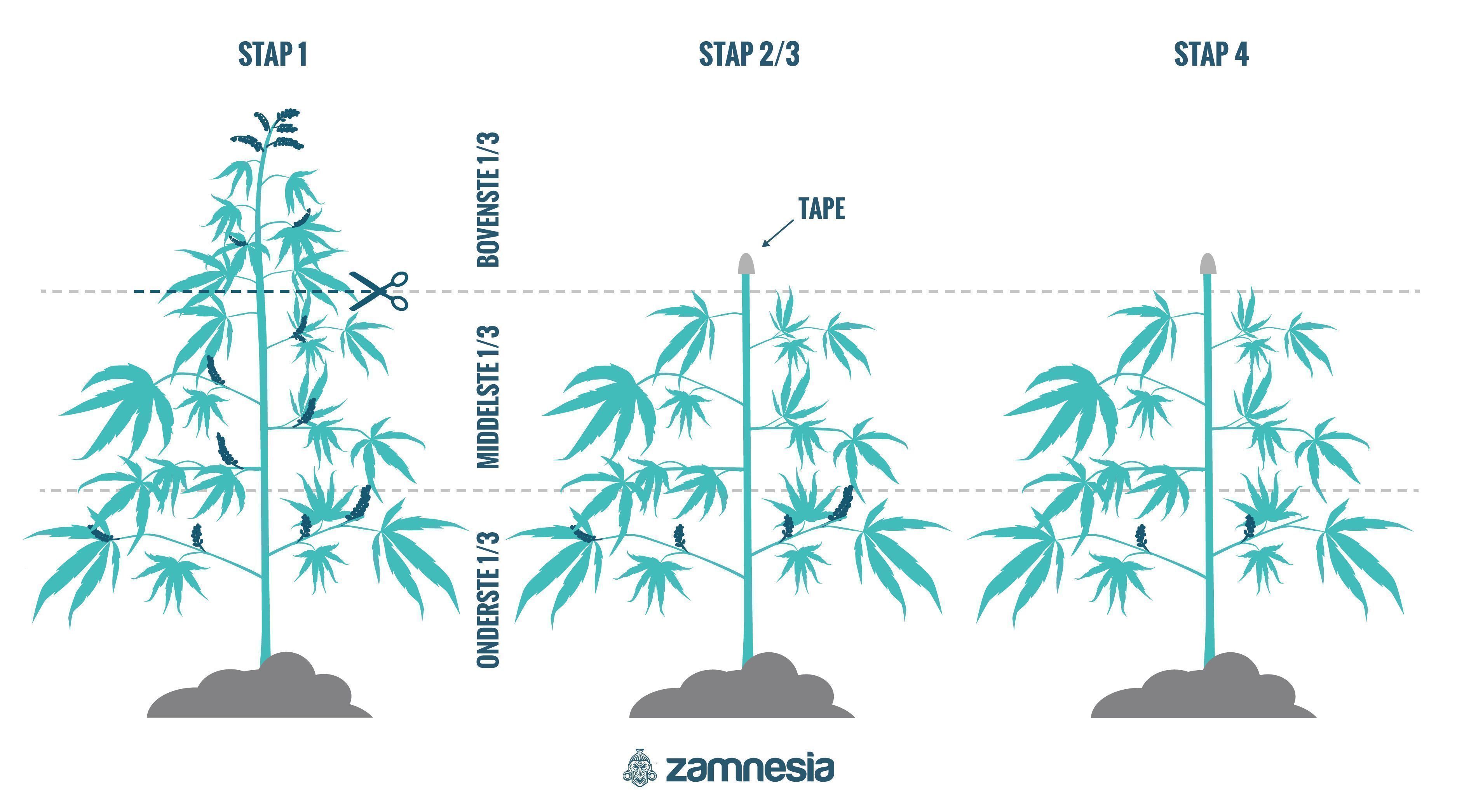 Hoe Regenereer Je Cannabisplanten?