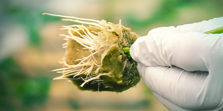 Waarom Zou Ik Mijn Cannabisplant Klonen? WAAROM ZOU IK MIJN CANNABISPLANT KLONEN?