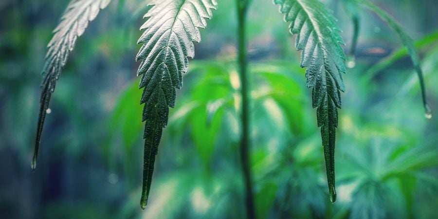 HET VERZORGEN VAN CANNABIS-KLONEN