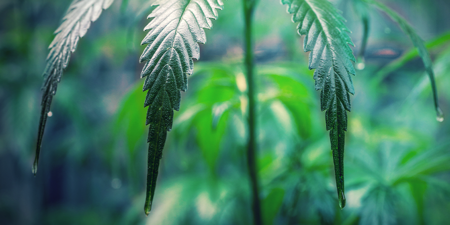 Het Verzorgen Van Cannabis-klonen HET VERZORGEN VAN CANNABIS-KLONEN