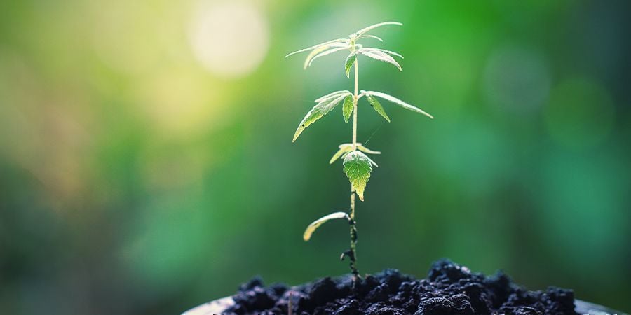 DE VERZORGING VAN MOEDERPLANTEN