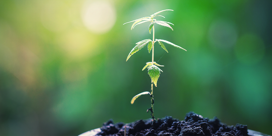 De Verzorging Van Moederplanten DE VERZORGING VAN MOEDERPLANTEN
