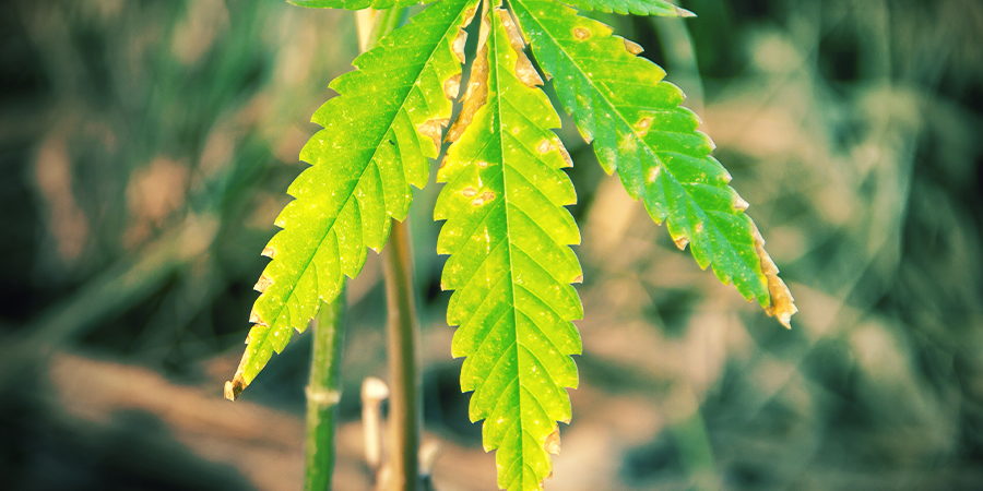 Als De Moederplant Ouder Wordt ALS DE MOEDERPLANT OUDER WORDT