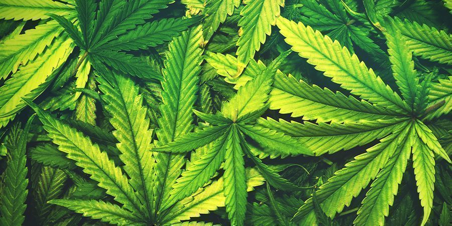 Cannabis Ontbladeren: HOEVEEL IS TE VEEL?