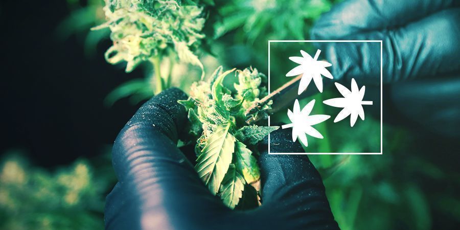 Cannabis Ontbladeren: Alles Wat Je Weten Moet