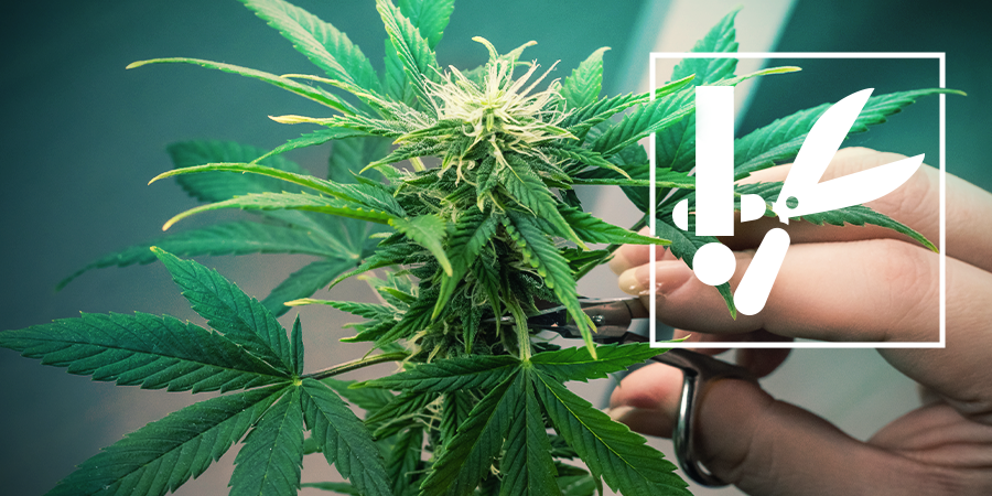 Cannabis Kniptechnieken En Tips Cannabis Kniptechnieken En Tips