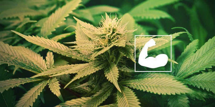 De voordelen van het snoeien van cannabiswortels