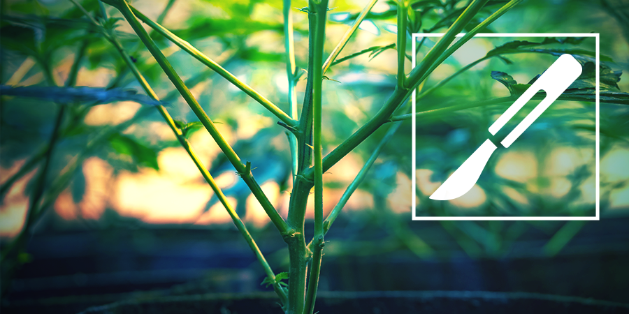 Gids Voor Het Splitsen Van Cannabis Stammen Gids Voor Het Splitsen Van Cannabis Stammen