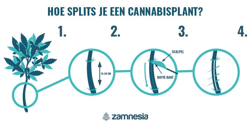 Hoe Splits Je Cannabisstammen?