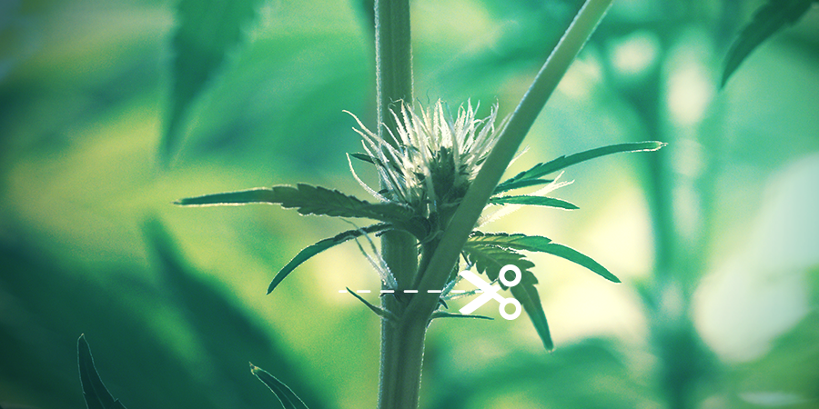 Hoe Top Je Cannabisplanten? HOE TOP JE CANNABISPLANTEN?