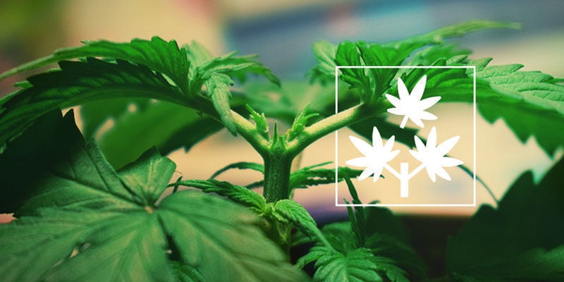 Cannabis Toppen: Alles Wat Je Weten Moet