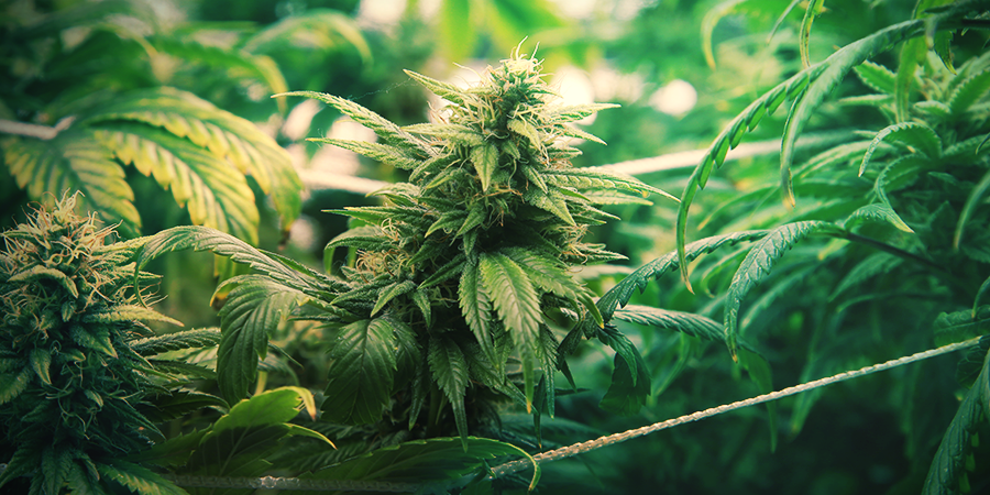 ScrOG Voor Maximale Cannabis Productie SCROG METHODE VOOR MAXIMALE PRODUCTIE