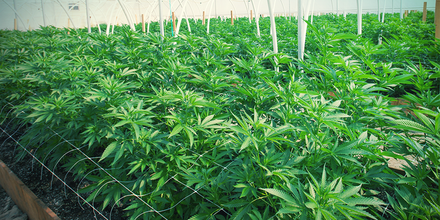Voor- En Nadelen Van De Trellis VOOR- EN NADELEN VAN DE TRELLIS