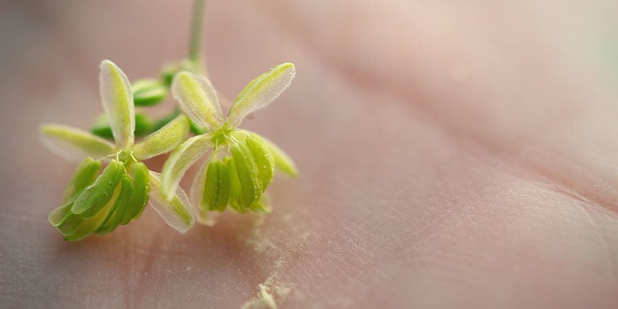 Hoe verzamel je pollen voor toekomstig gebruik?