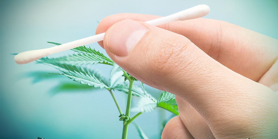 Manieren van cannabis breeding