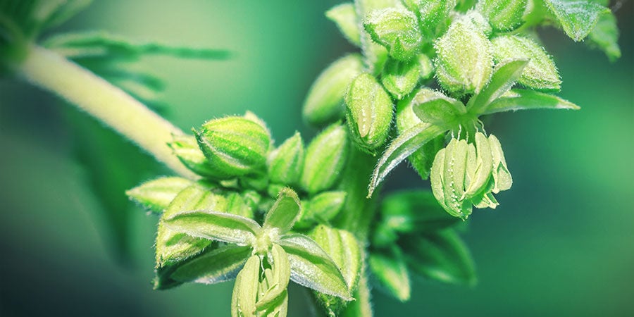 Bronnen van cannabis-pollen