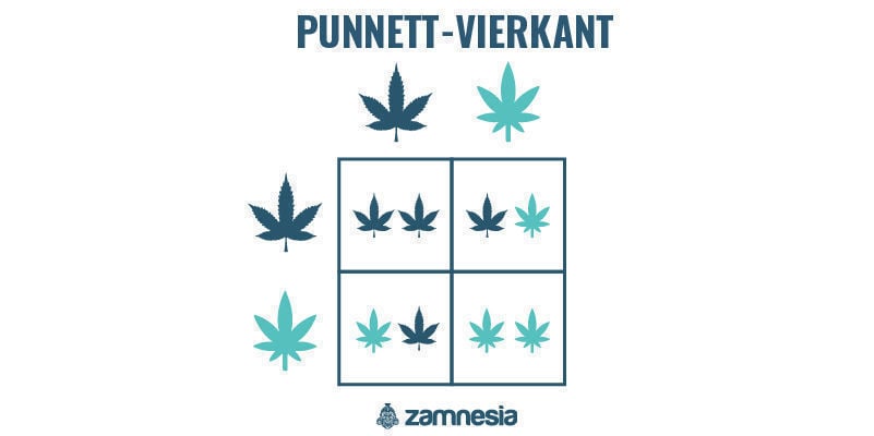 Punnett-vierkant