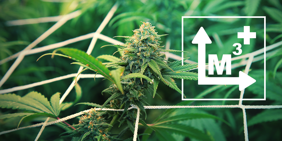 SOG & ScrOG SOG & ScrOG