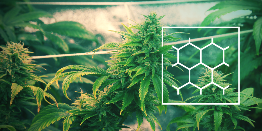 Cannabis Kweken In Een ScrOG Cannabis Kweken In Een ScrOG