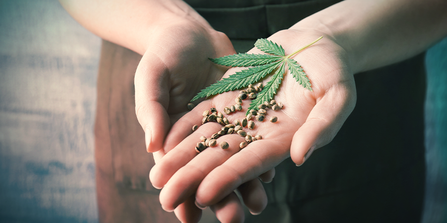 Feminized Cannabis Zaden Feminized Cannabis Zaden