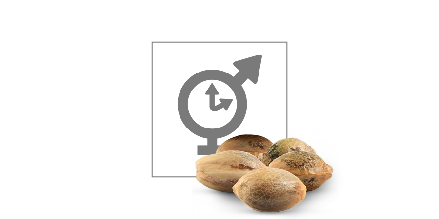 Top 10 Feminized Wietzaden