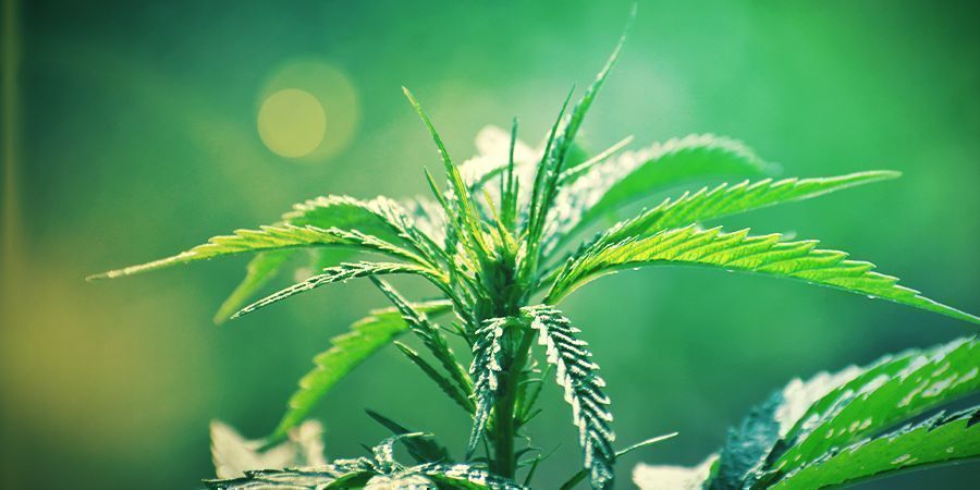 Wat is Cannabis ruderalis?