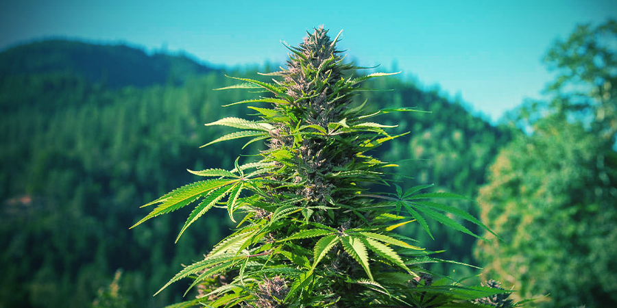 Hoe Herken Je Een Indica Cannabis Plant? Hoe Herken Je Een Indica Cannabis Plant?