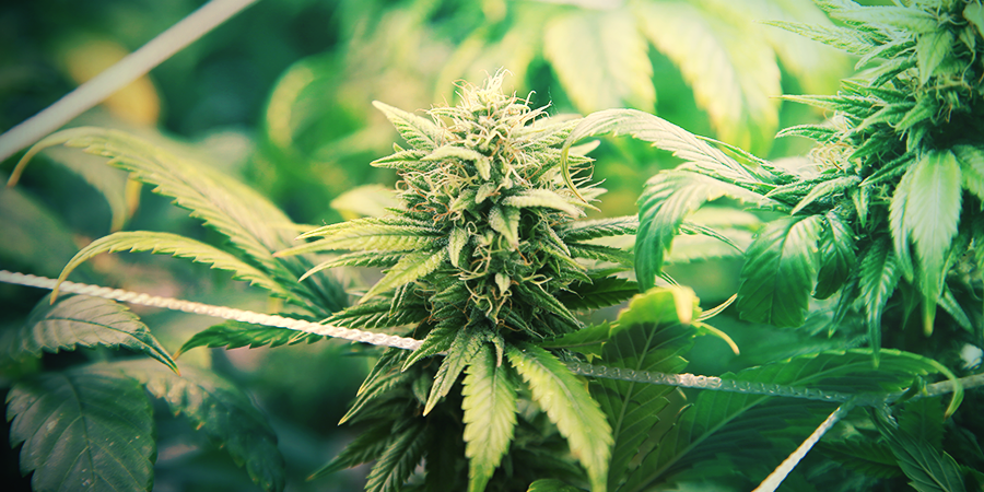 Hoe Kweek Je Een Indica Hoe Kweek Je Een Indica