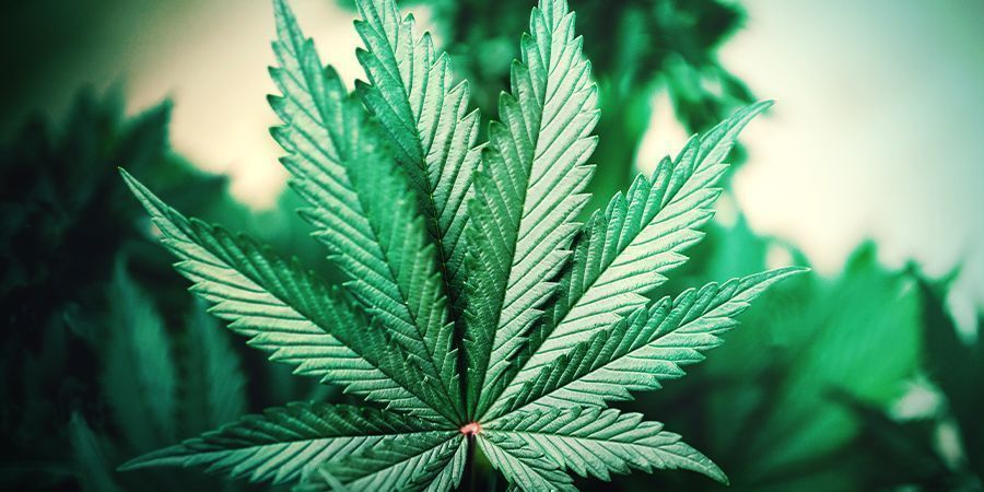 Hoe Herken Je Een Indica Cannabis Plant?