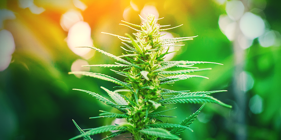 Hoe Je Een Sativa Kweekt Hoe Je Een Sativa Kweekt