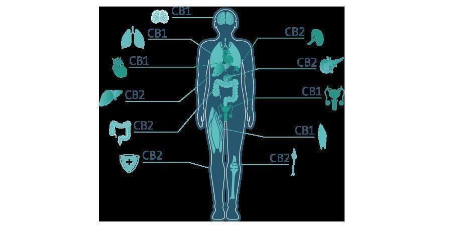 CBD Molecuul