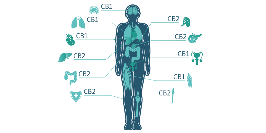 CBD Molecuul CBD Molecuul