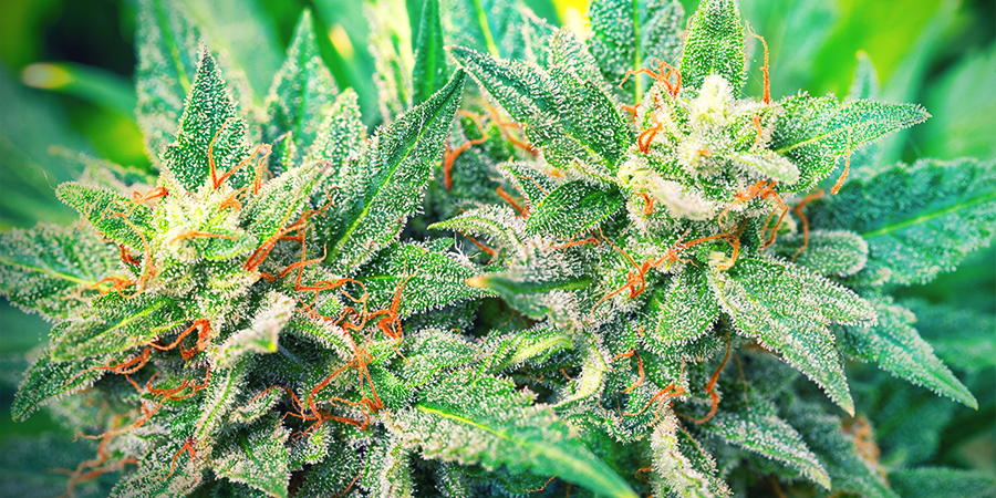 Soorten Die Rijk Zijn Aan CBD En Arm Aan THC Soorten Die Rijk Zijn Aan CBD En Arm Aan THC