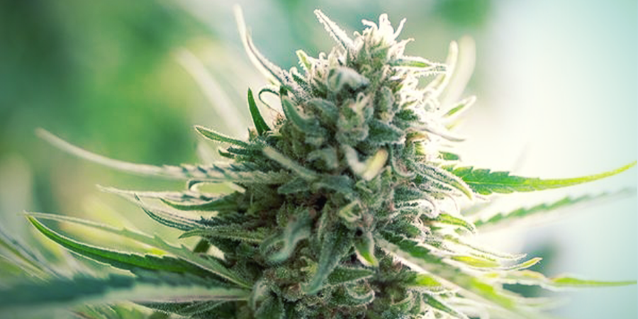 Soorten Met 1:1 CBD:THC Soorten Met 1:1 CBD:THC