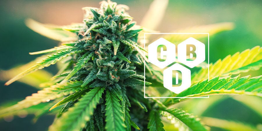 Wat Is Cannabidiol (CBD)?