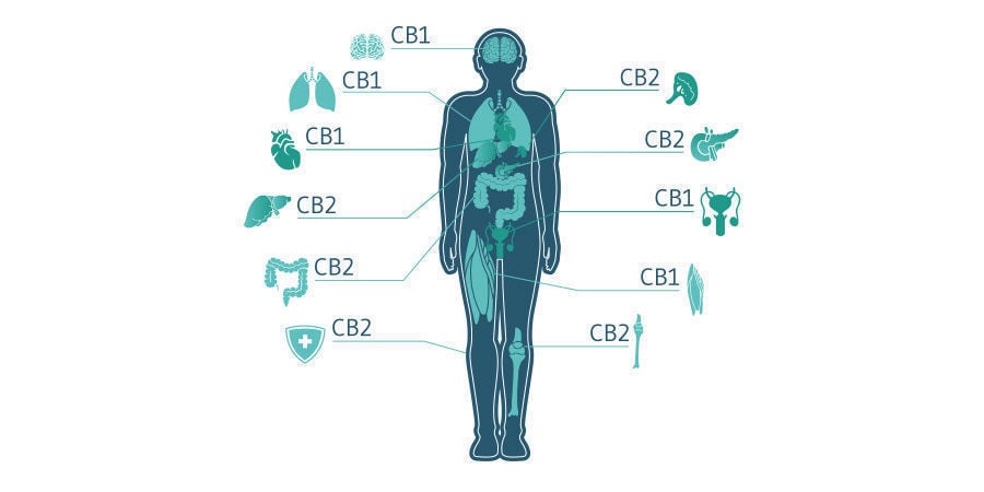 Hoe werkt CBD?