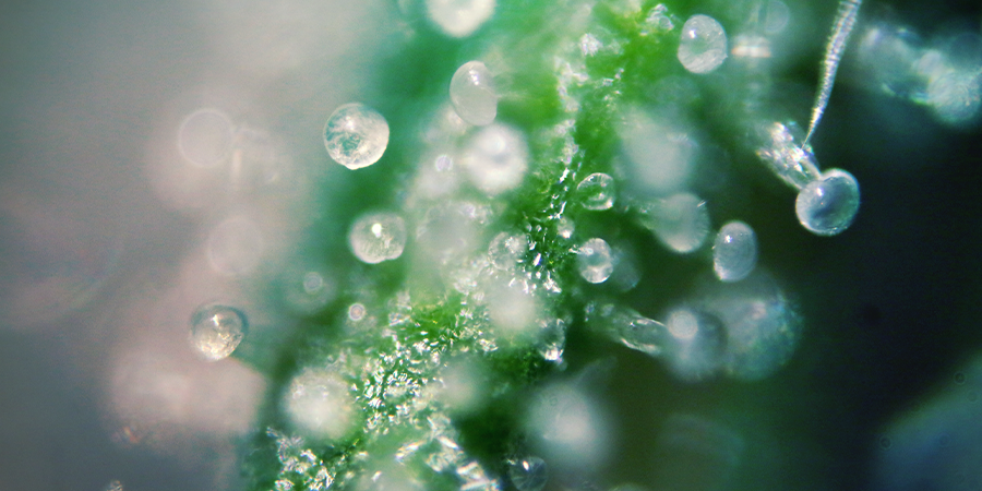 THC-waarden In Cannabis Strains THC-waarden In Cannabis Strains