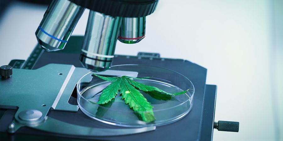THCV: een onderschatte cannabinoïde