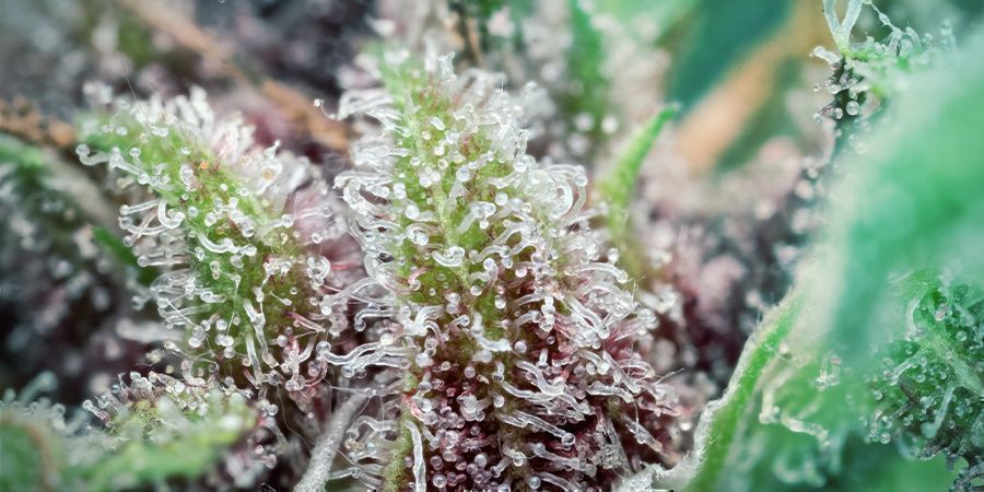 Wat is THCV - trichomen