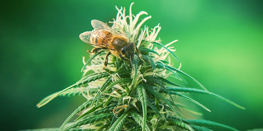 De Rol Van Flavonoïden DE ROL VAN FLAVONOÏDEN